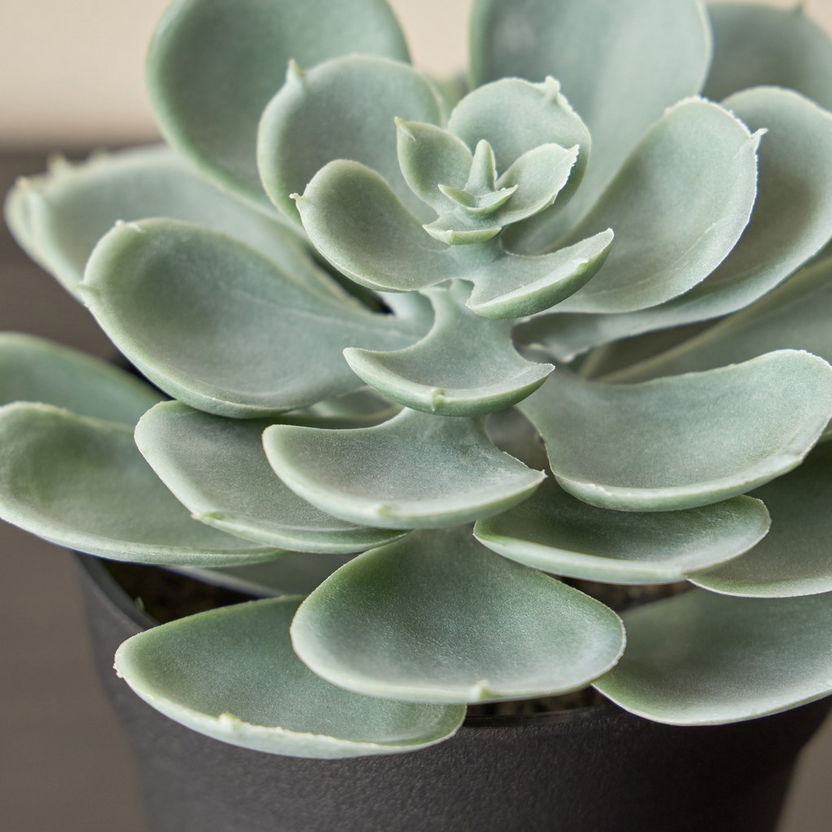 Artificial Plant Succulent