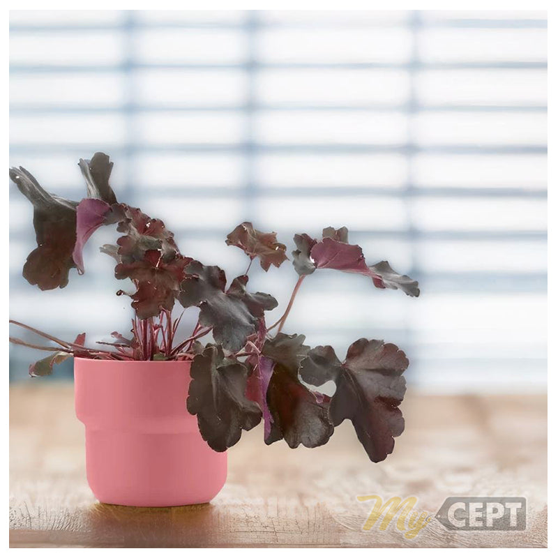 Plant Pot Pink - 12cm