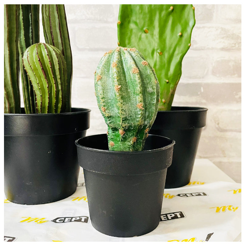 Artifical Plant Large Cactus 3-Pk