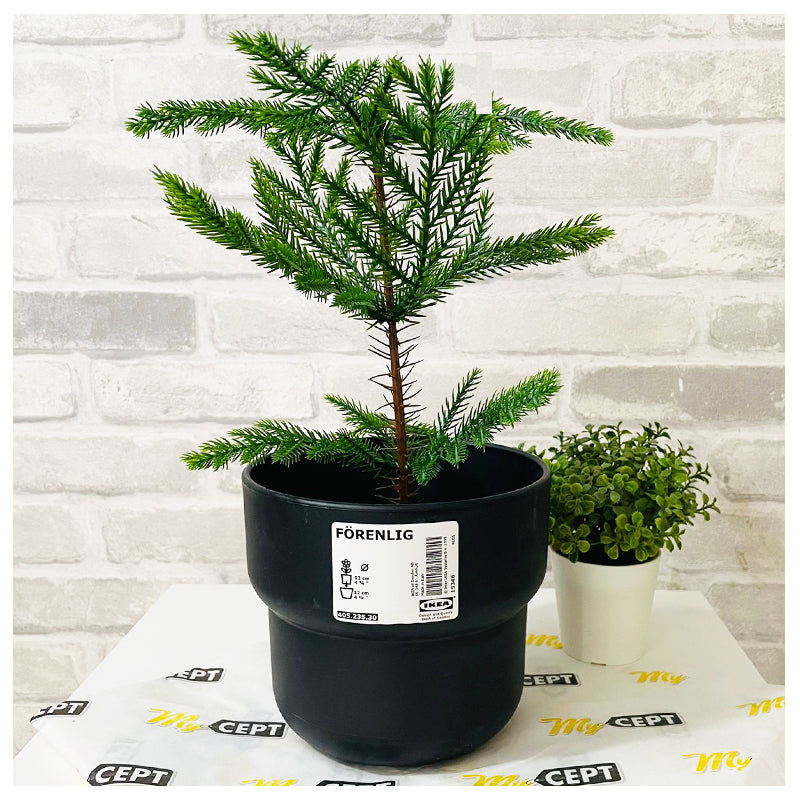 Artificial Plant Norfolk Pine