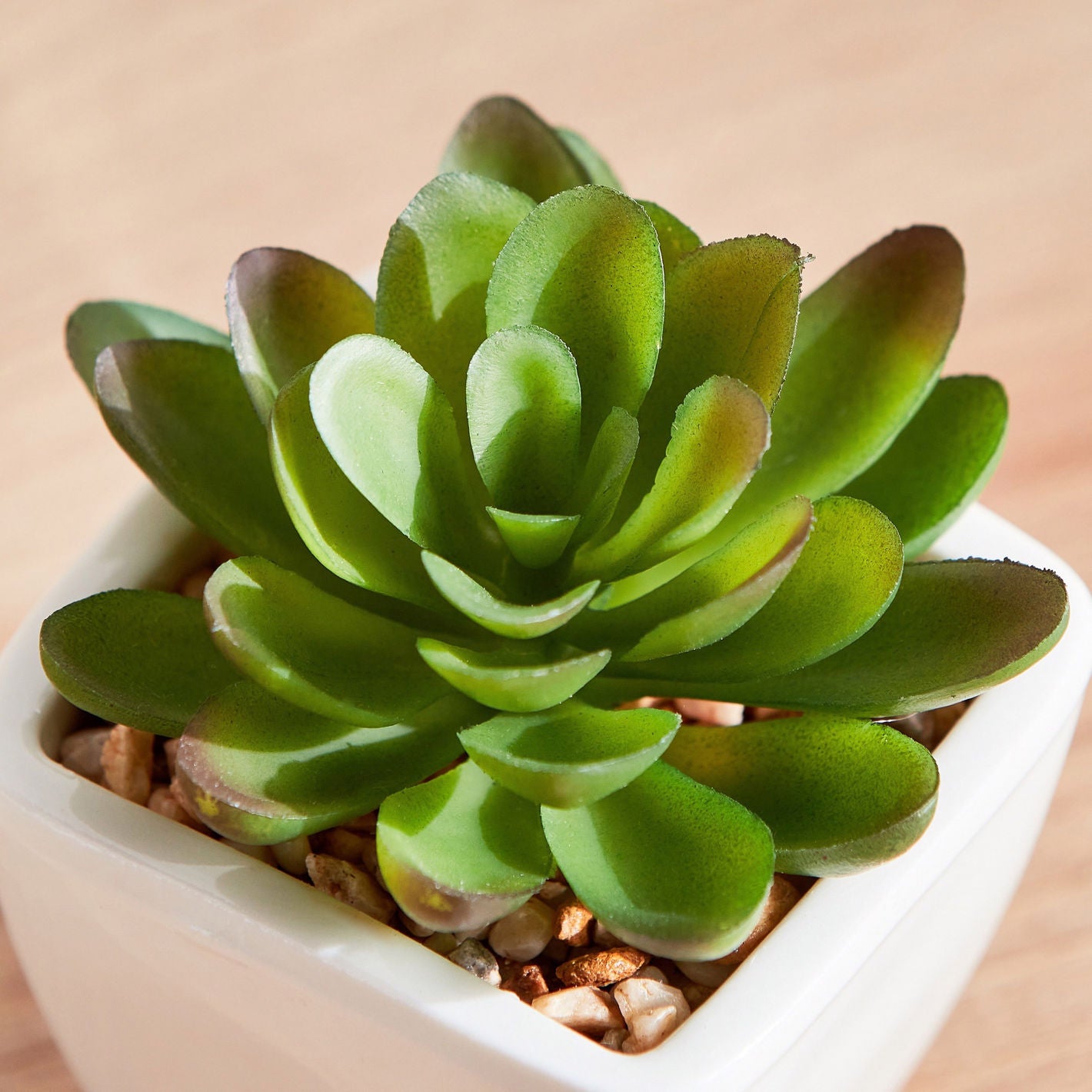 Artificial Plant Succulent in Ceramic Pot