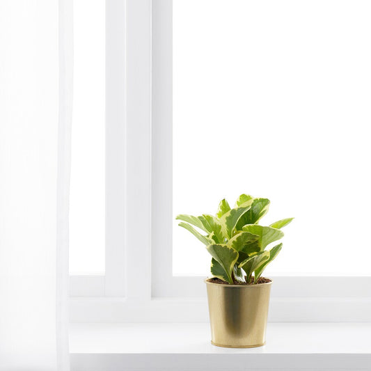 Mini Plant Pot - Golden