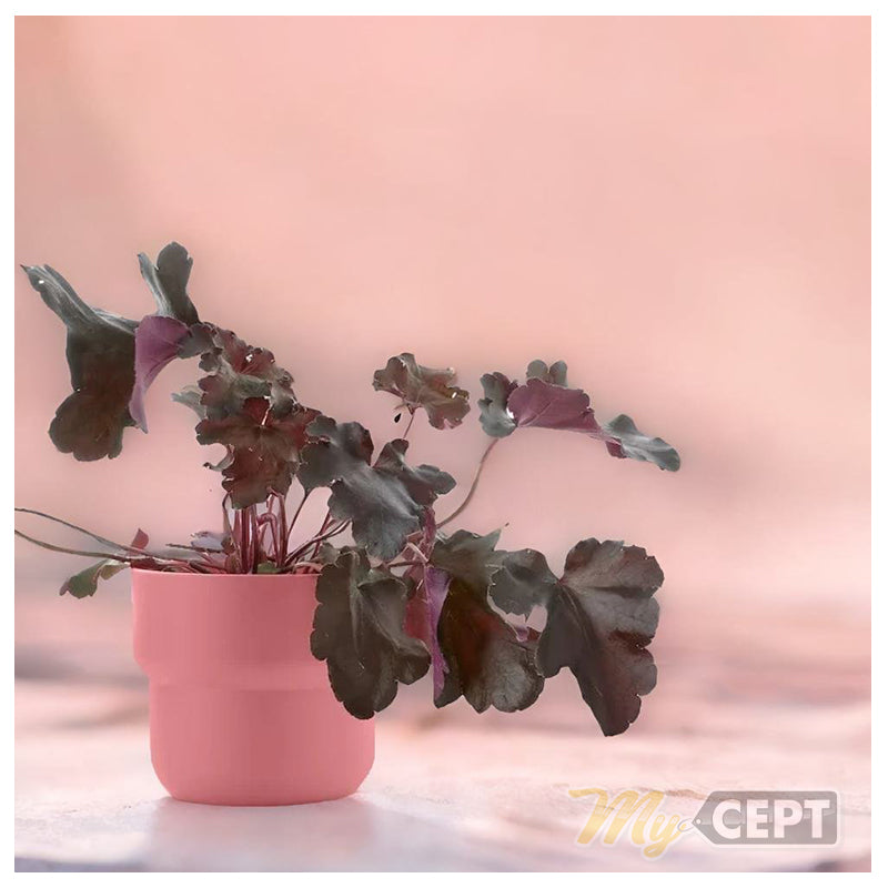 Plant Pot Pink - 12cm