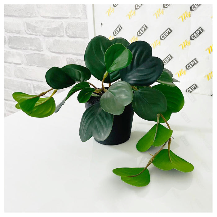 Artificial Plant - Peperomia