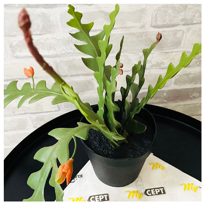 Artificial Plant - Hanging Sawcactus