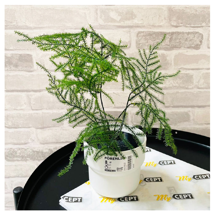 Plant Pot - White - 9cm