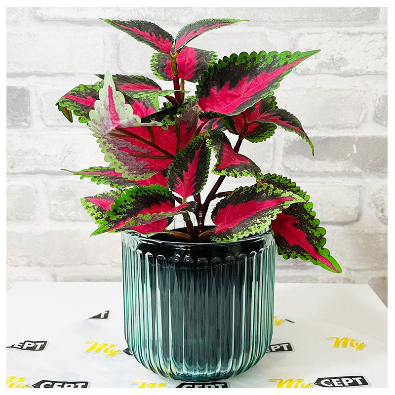 Plant Pot Green 9cm