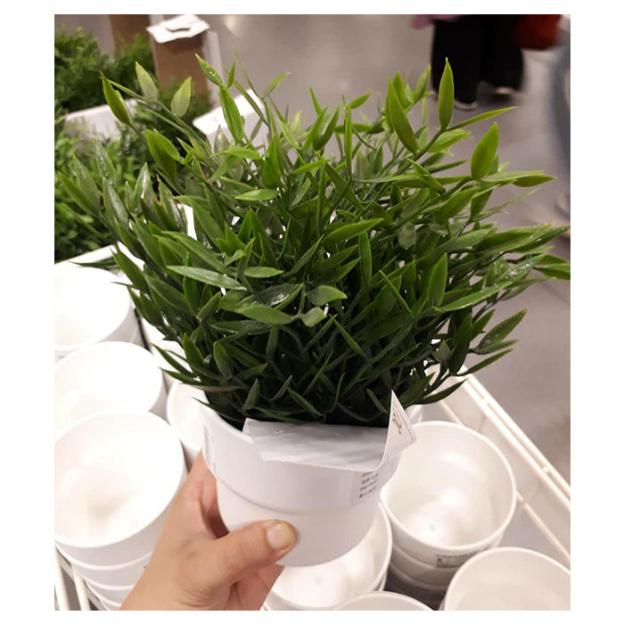 Plant Pot - White - 9cm